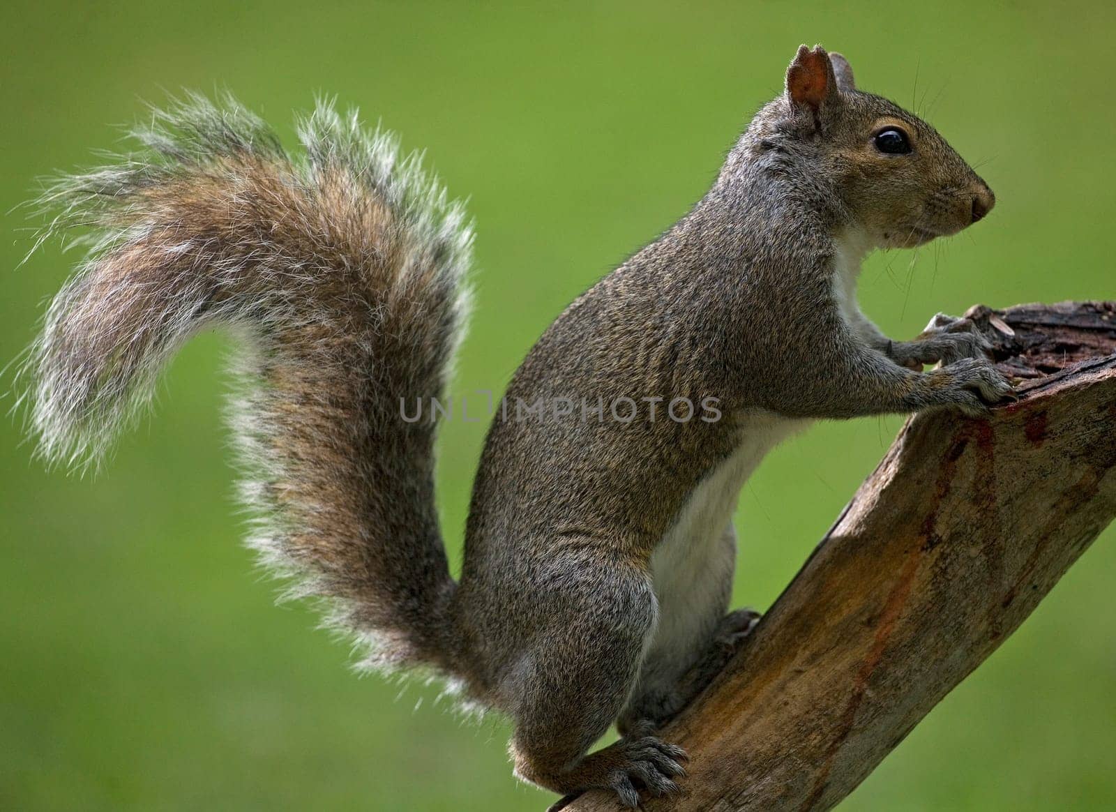 tree squirrel climbing a branch on a green background
