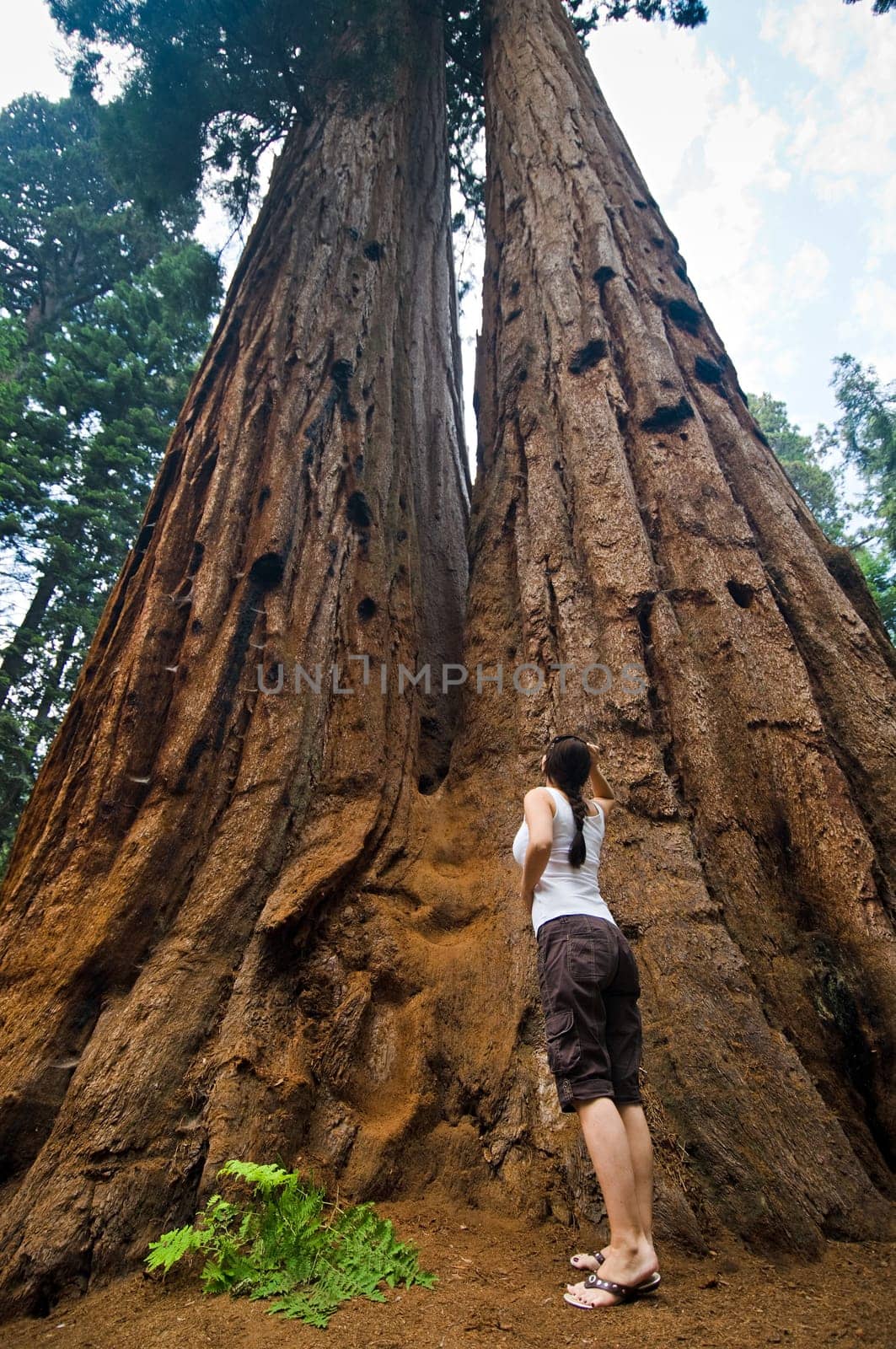 Woman in front of the largest trees in the world, Sequoia National Park, near Fresno California