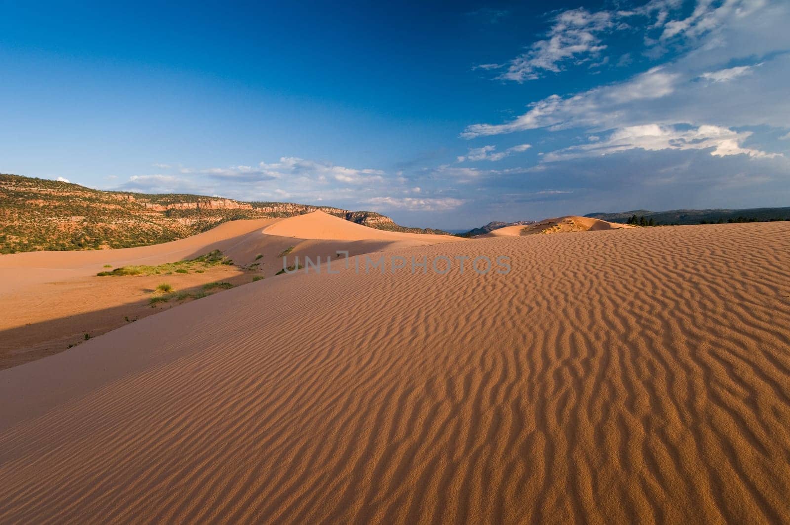 Coral Pink Sand Dunes State Park near Zion, Utah