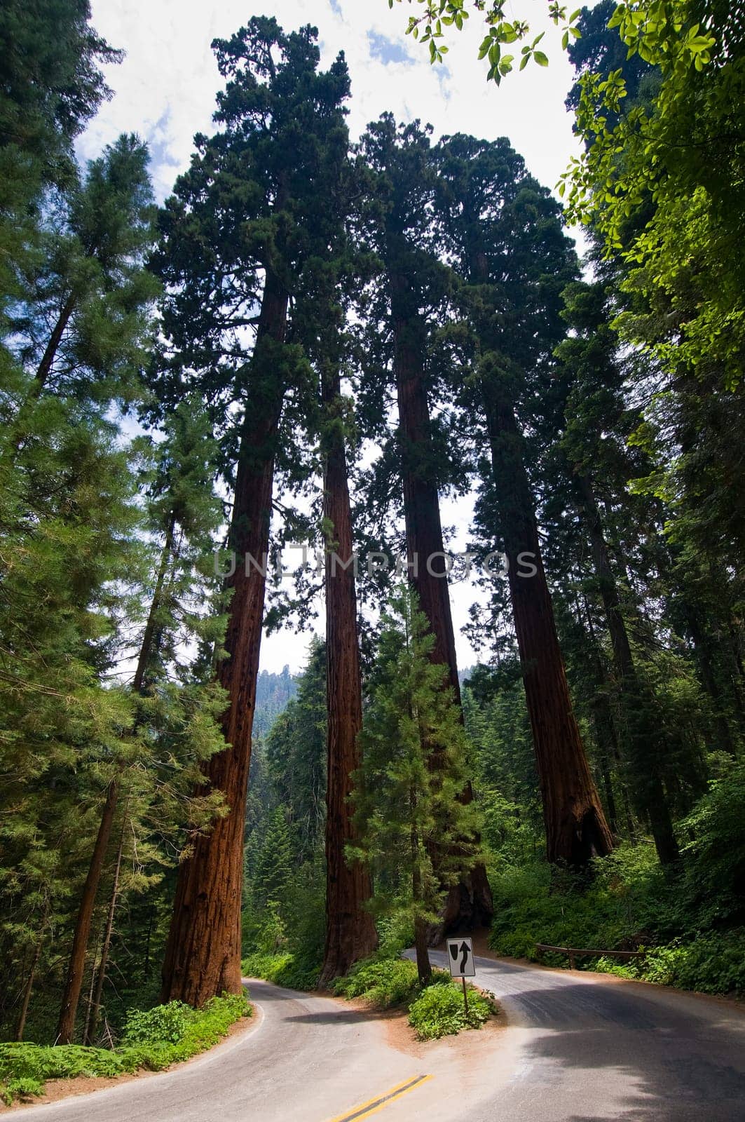 The largest trees in the world, Sequoia National Park, near Fresno California