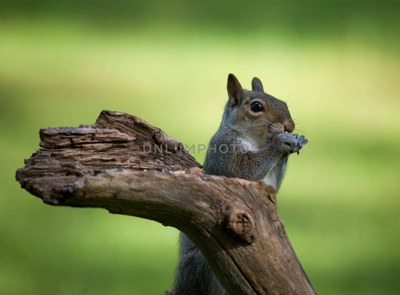 tree squirrel on a branch that is eating seeds