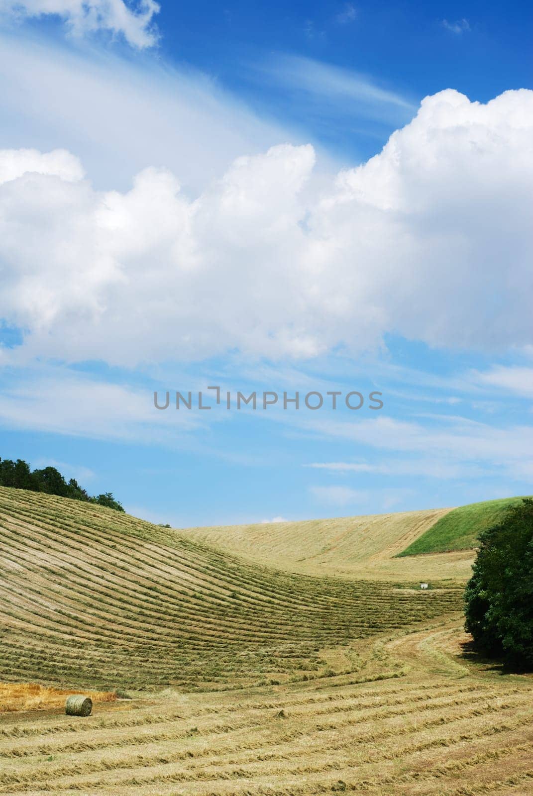 Hay and straw in lines in the little valley