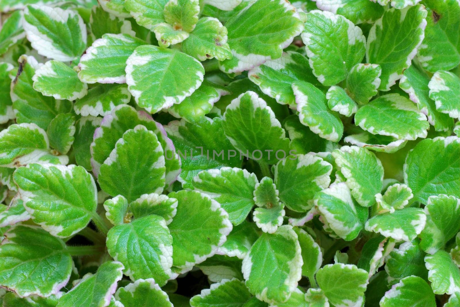 Texture of fresh green and white leaves