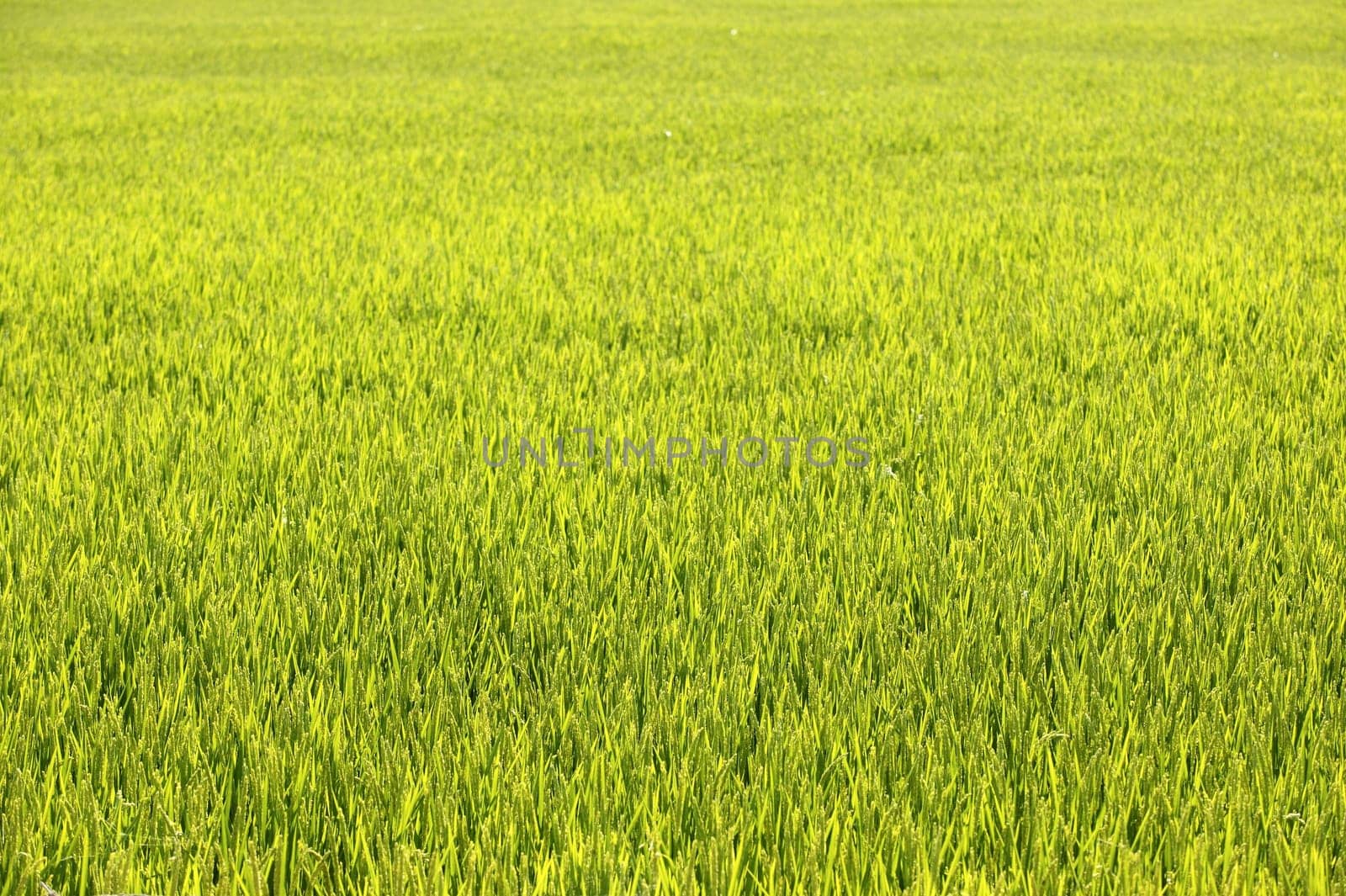 Rice cereal green fields in Spain on sunny day