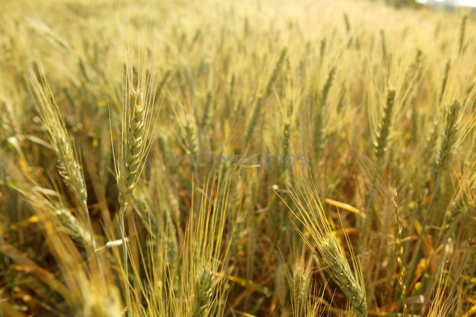 Beautiful golden wheat cereal yellow field