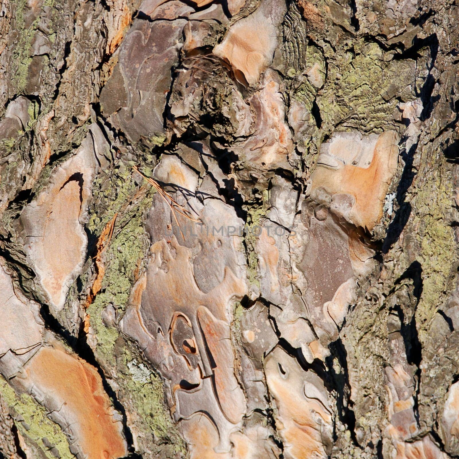 Old Parasol Pine tree bark with colorful lichens