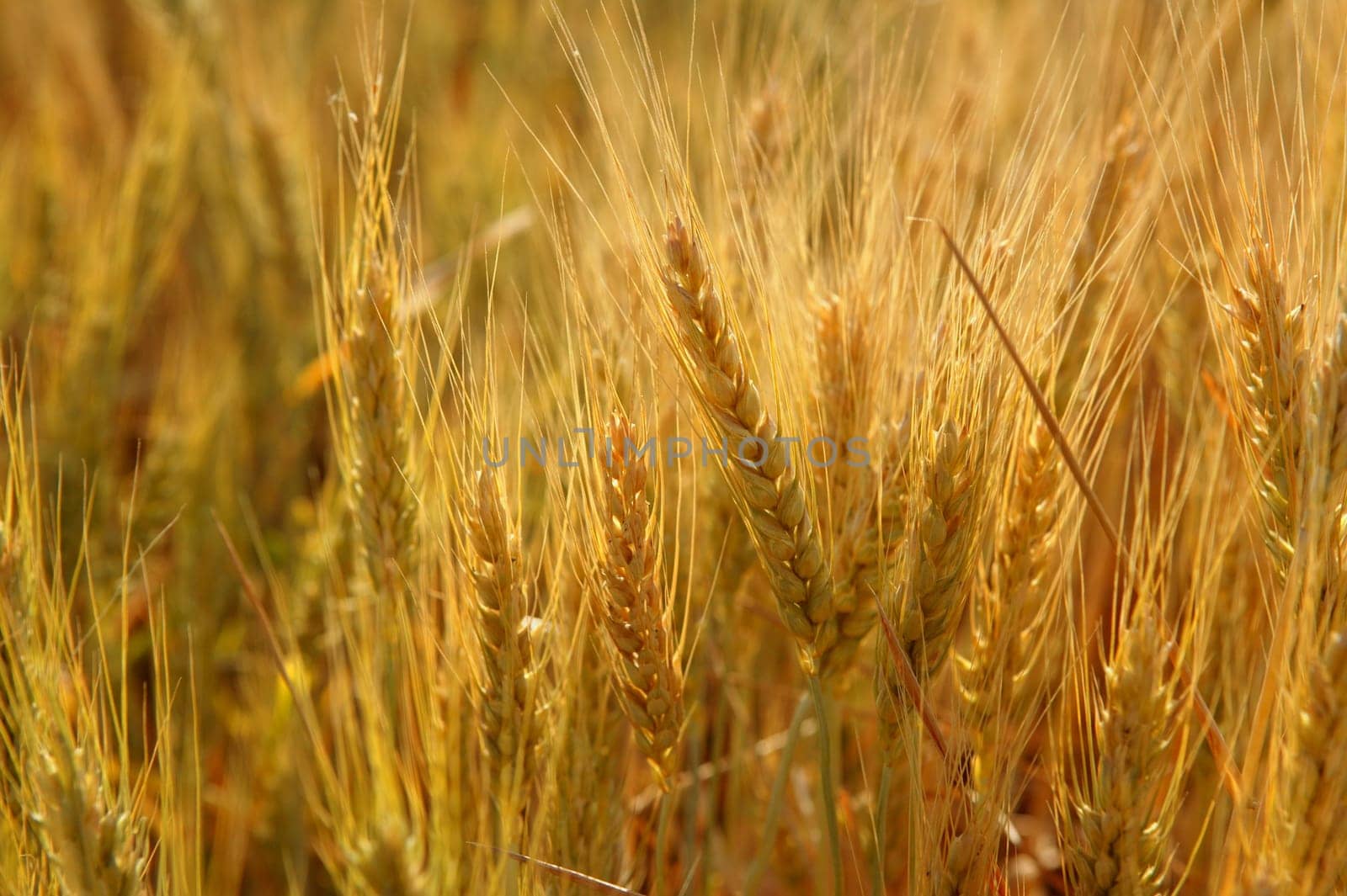 Beautiful golden wheat cereal yellow field
