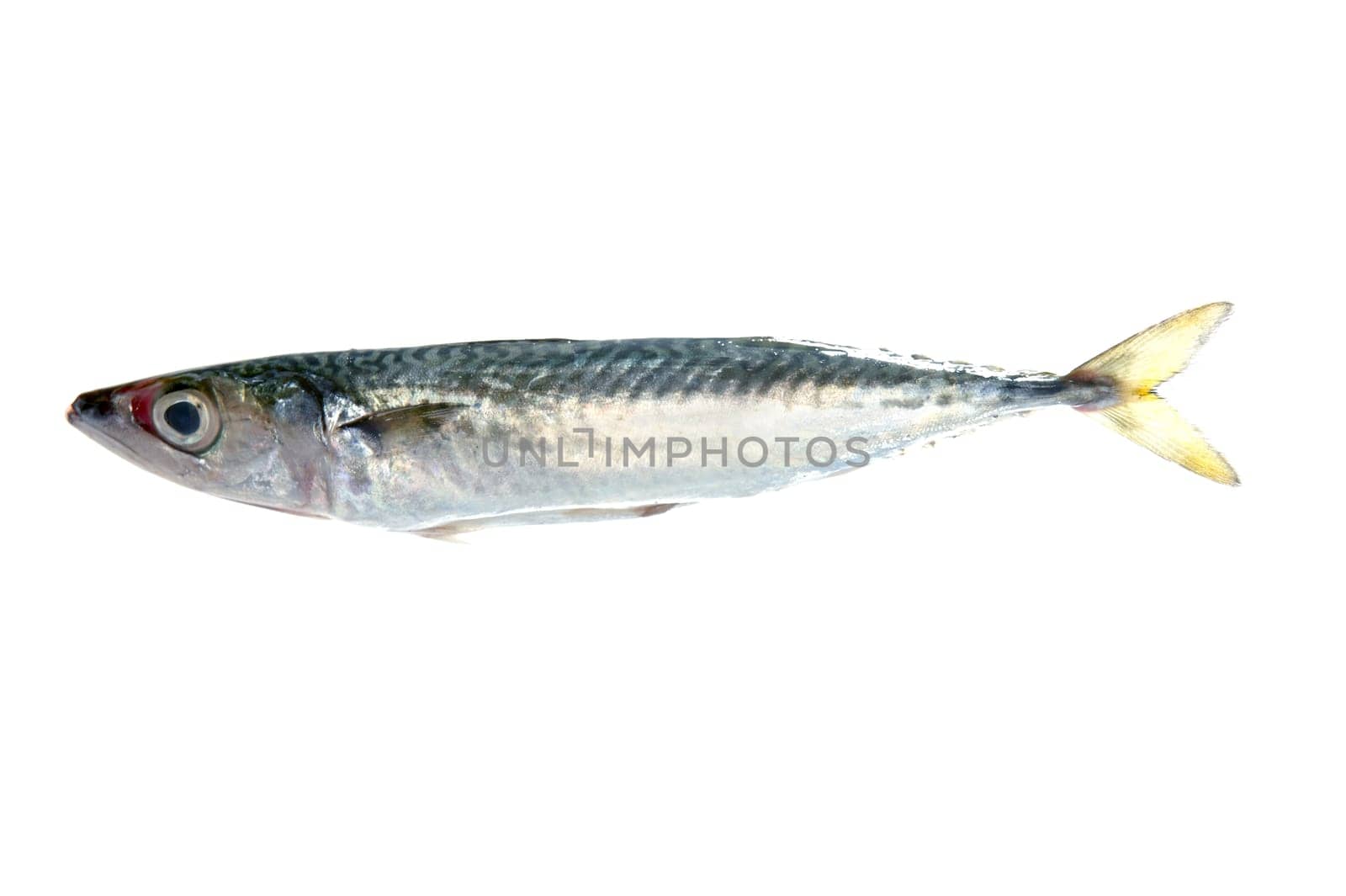 Mackerel fish isolated on white macro detail