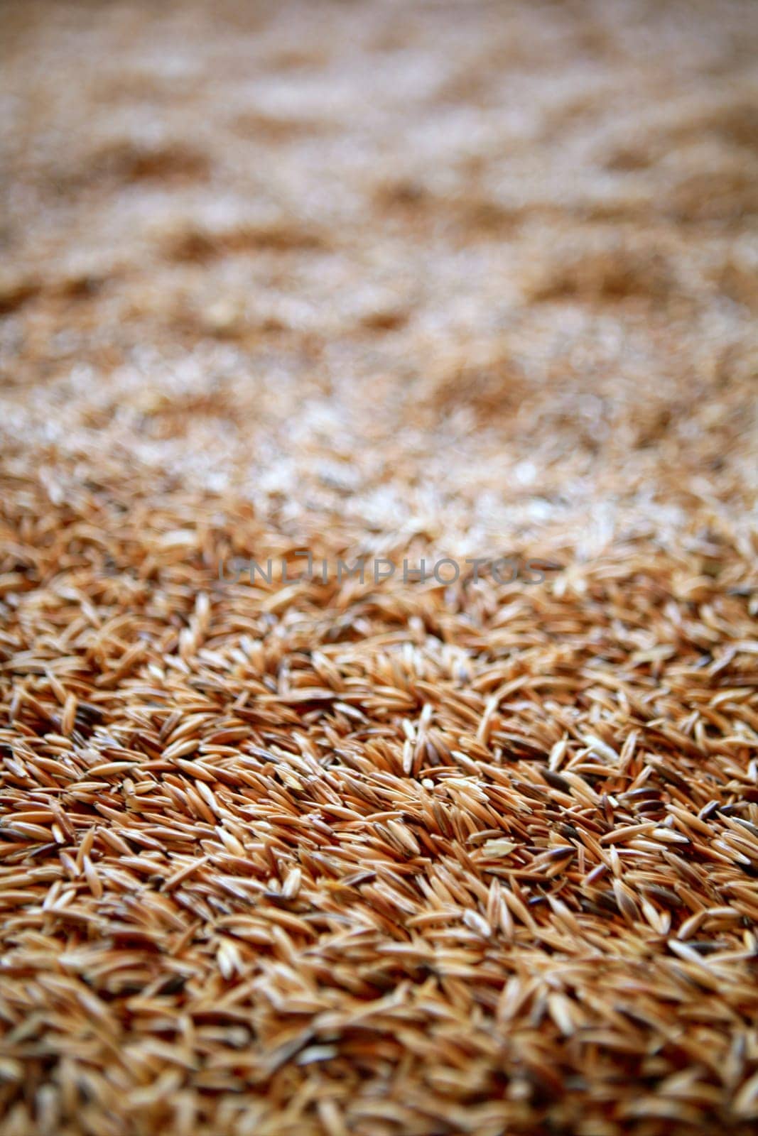 Oat cereal grain texture with selective focus