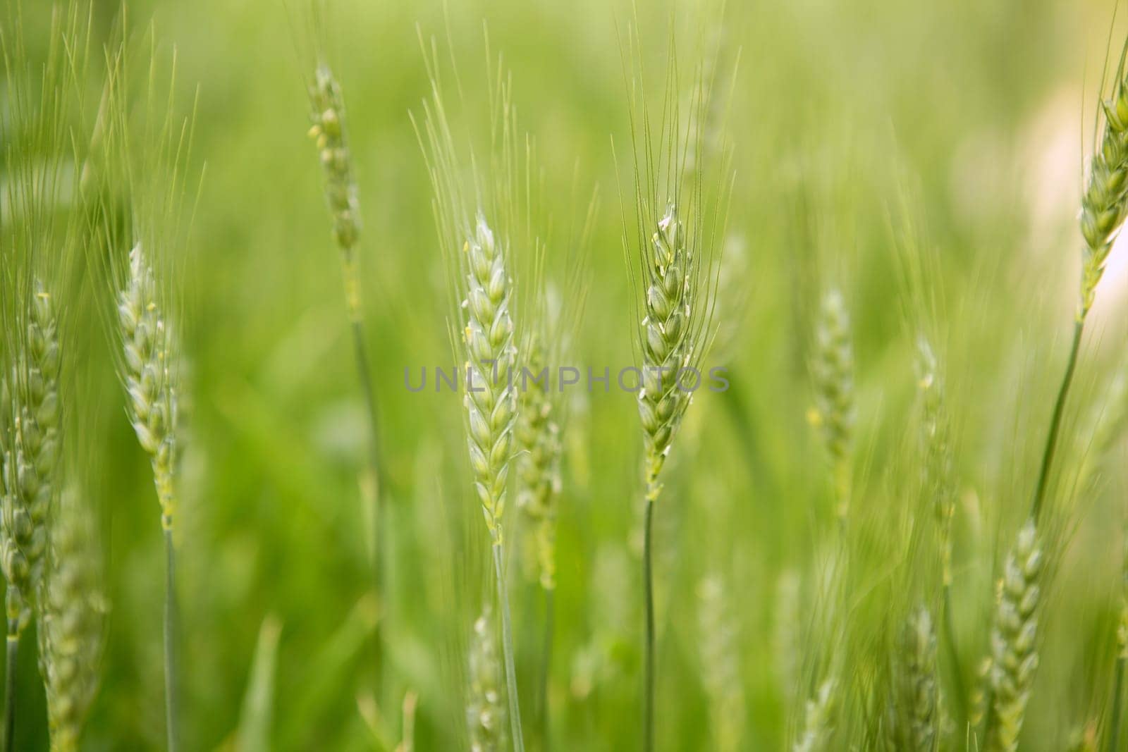 Oat Sativa cereal green field macro detail