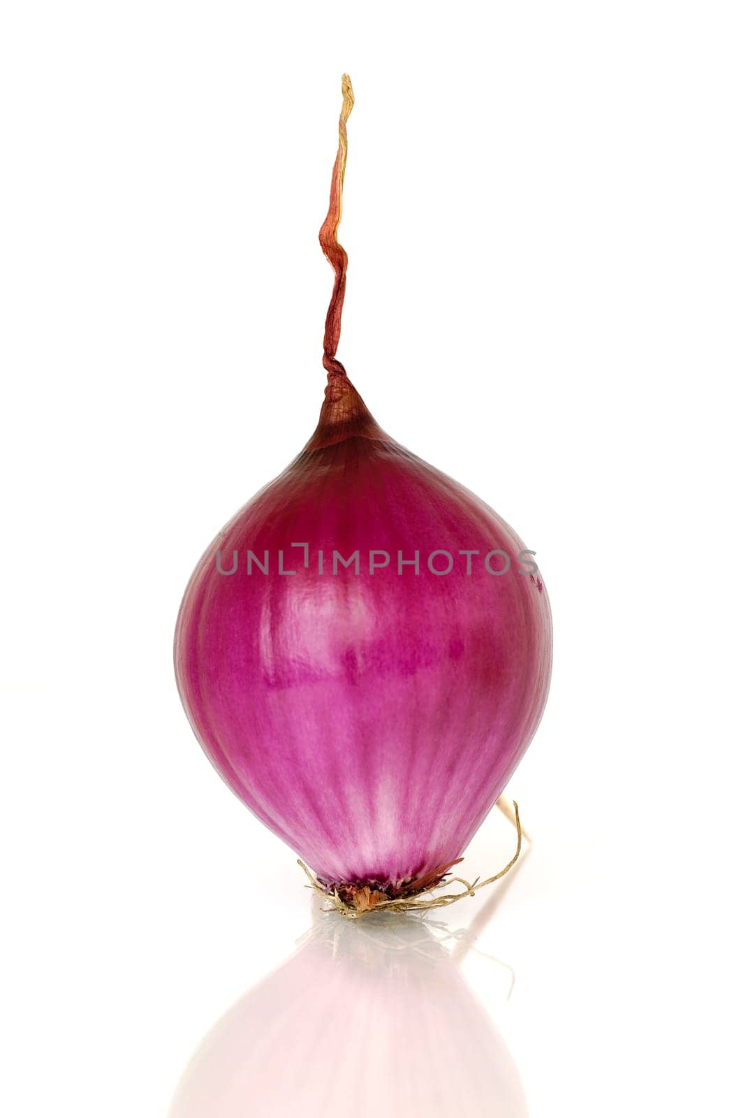 Purple onion before white background.
