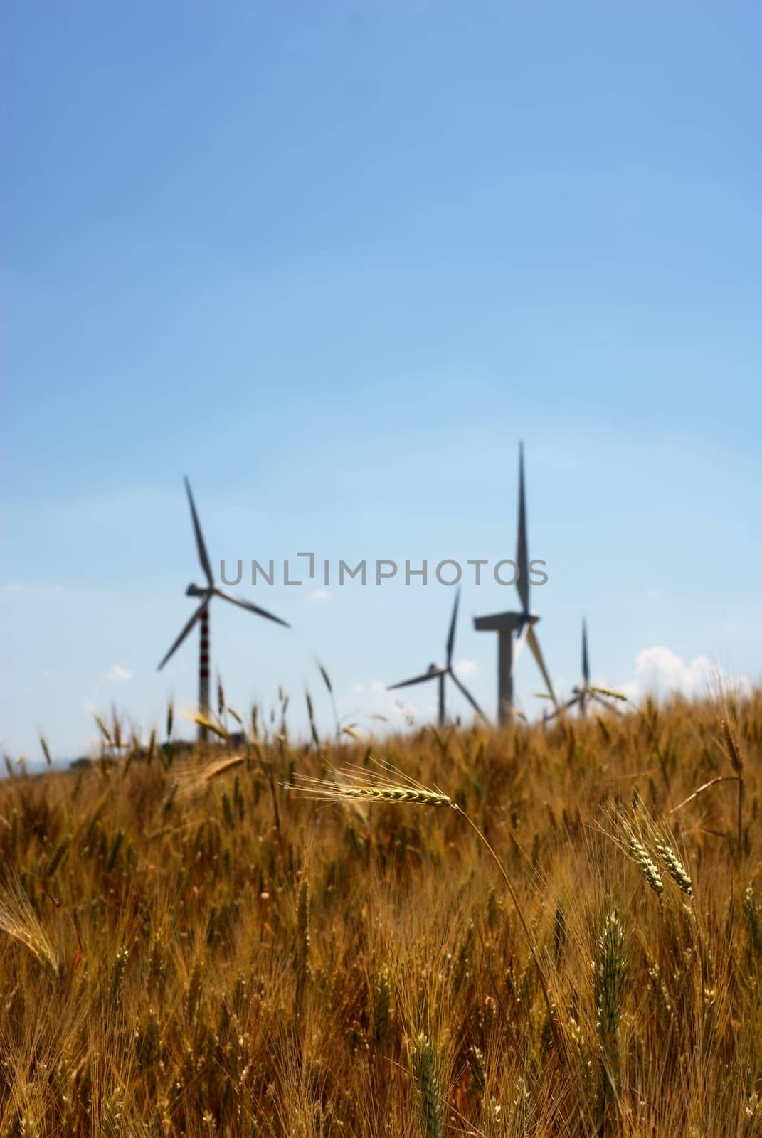 Wheat and windmills in a clear summer day
