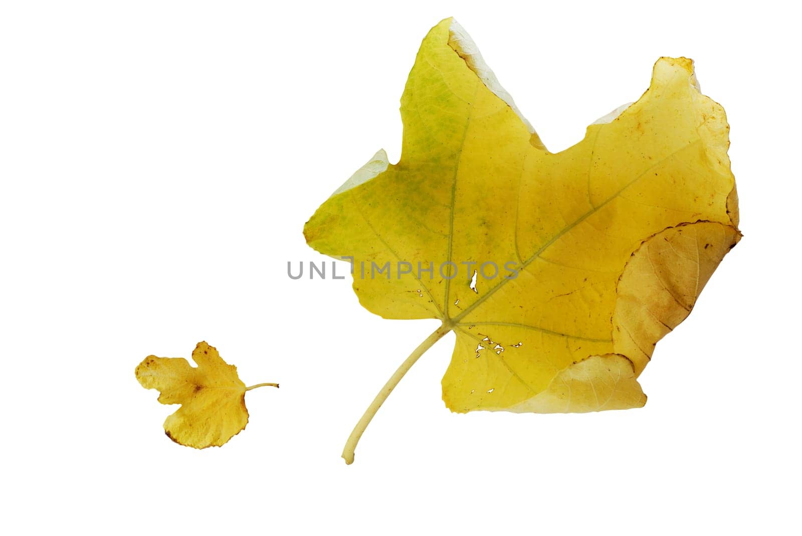 Large and small yellow autumn fig leaves over white background