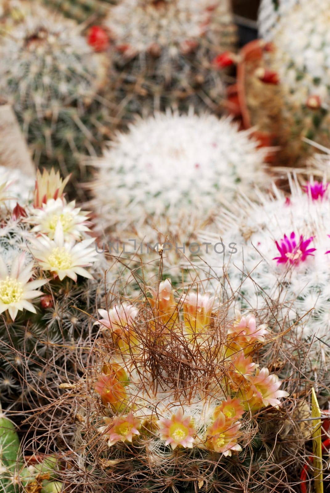 Different color Mammillaria cacti in flower