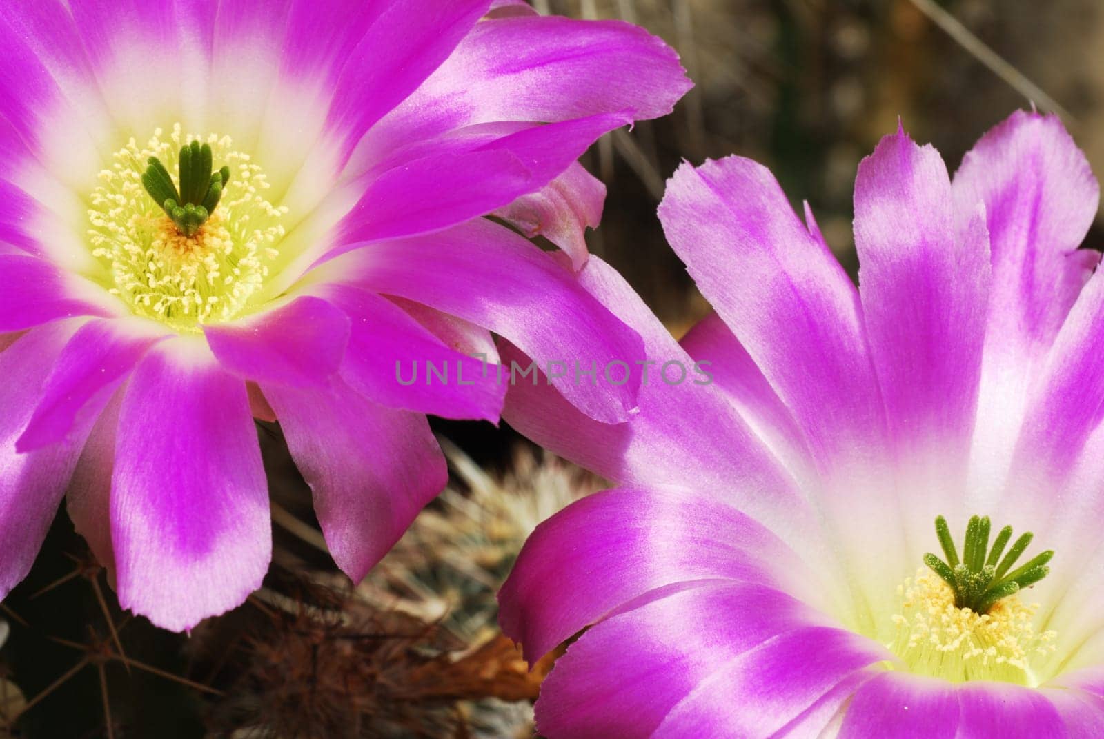 Pair of beautiful bright echinocereus cacti flowers