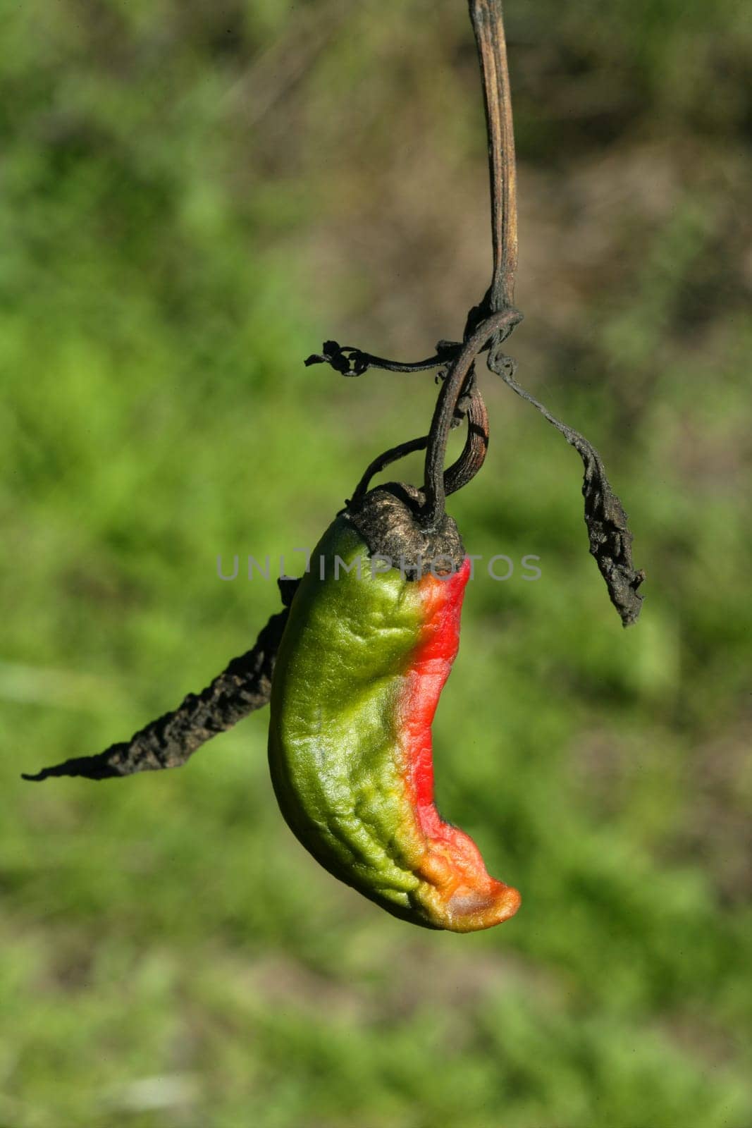 Red pepper in plant, process to be dried outdoors, Mediterranean