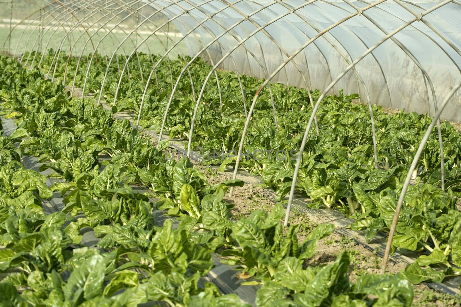 green chard cultivation in a hothouse field, Spain
