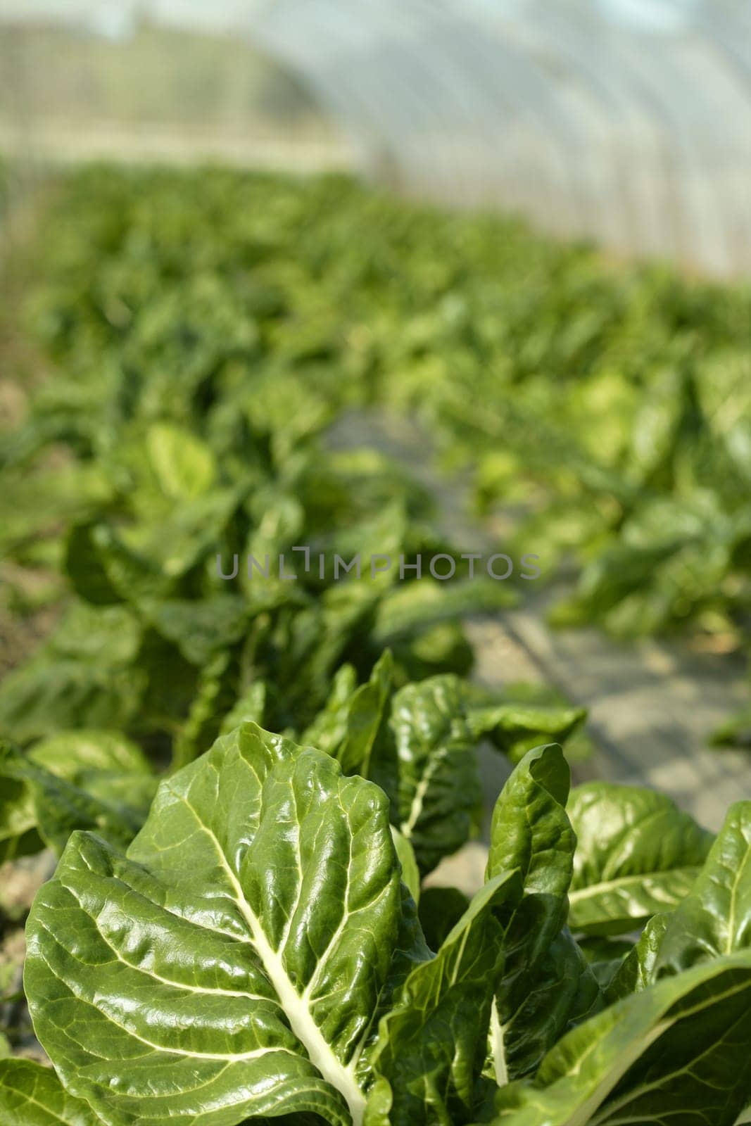green chard cultivation in a hothouse field, Spain