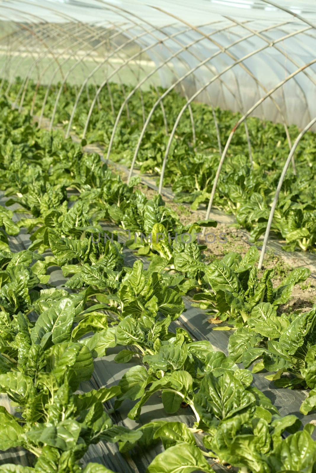 green chard cultivation in a hothouse field, Spain