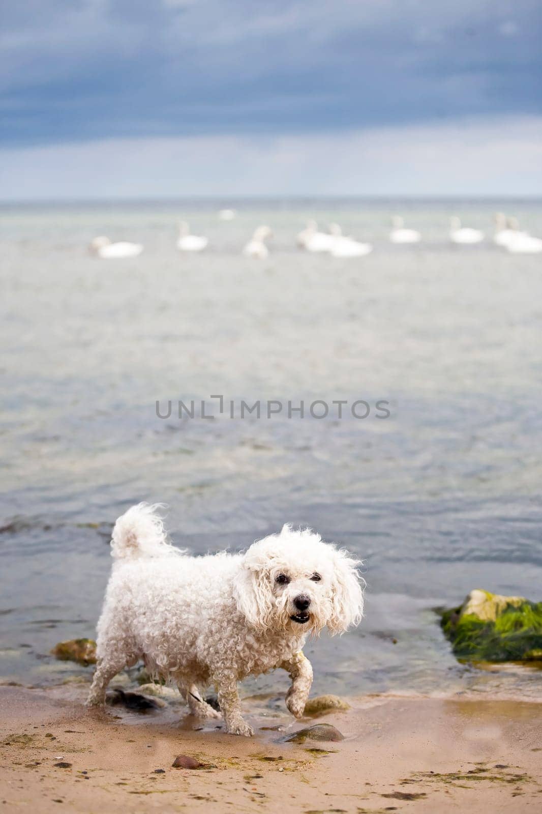Frustrated little dog trying to scare swans but they are to far out in the water