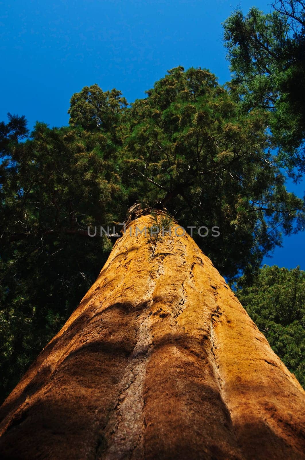 upward angle of powerful Redwood tree in Sequoia National Forest, CA