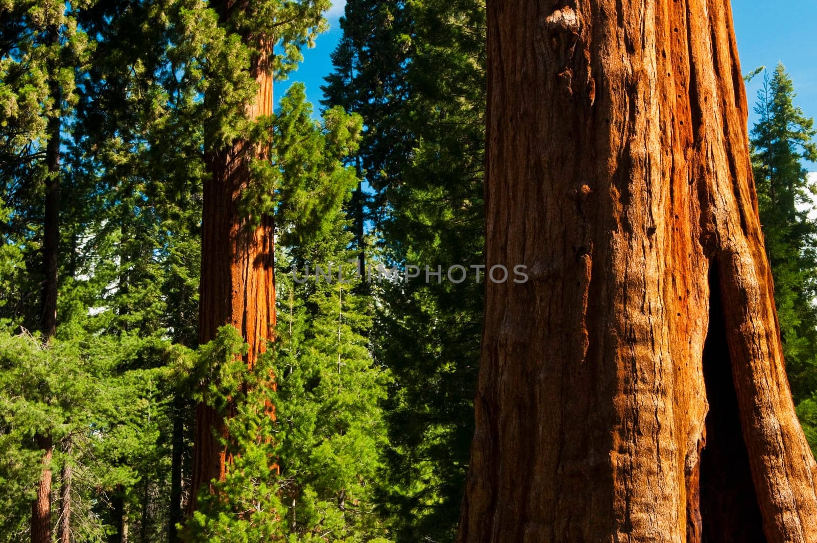 Redwood Trees in Sequoia National Forest, CA