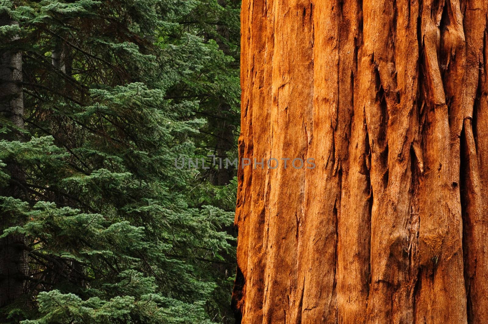 close up of redwood tree in forest with green trees in background