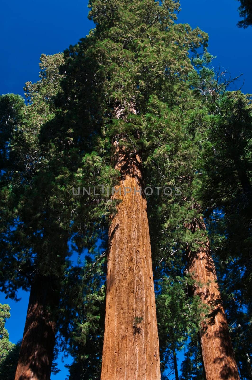 upward angle of powerful Redwood tree in Sequoia National Forest, CA