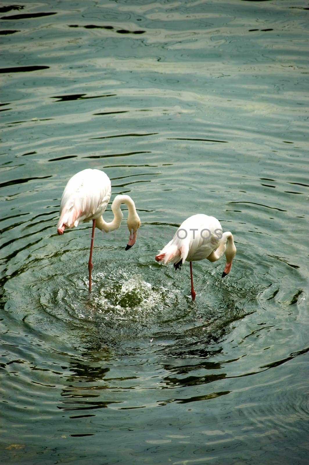 Two flamingos drinking from pond.