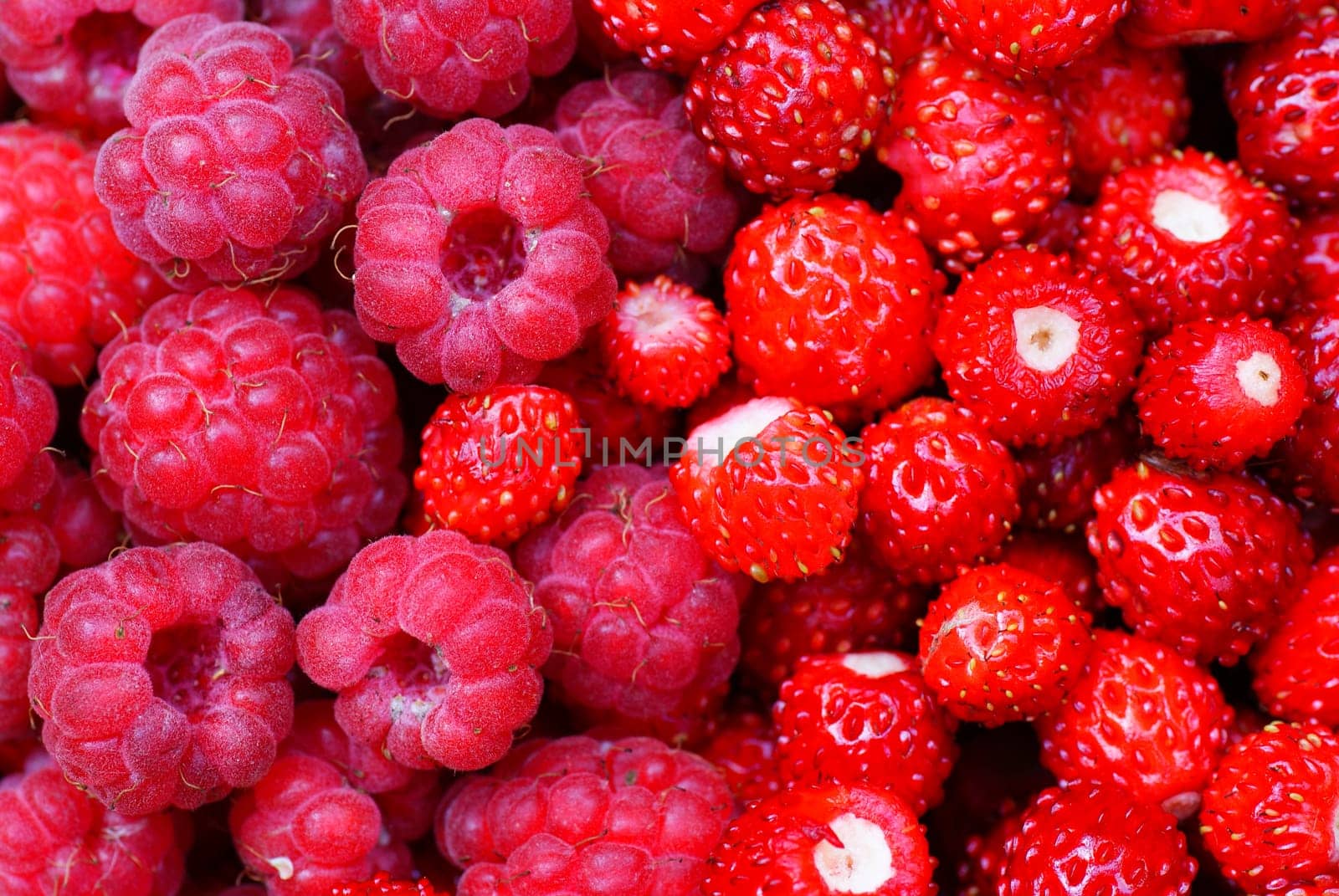red raspberries and wild strawberry as background