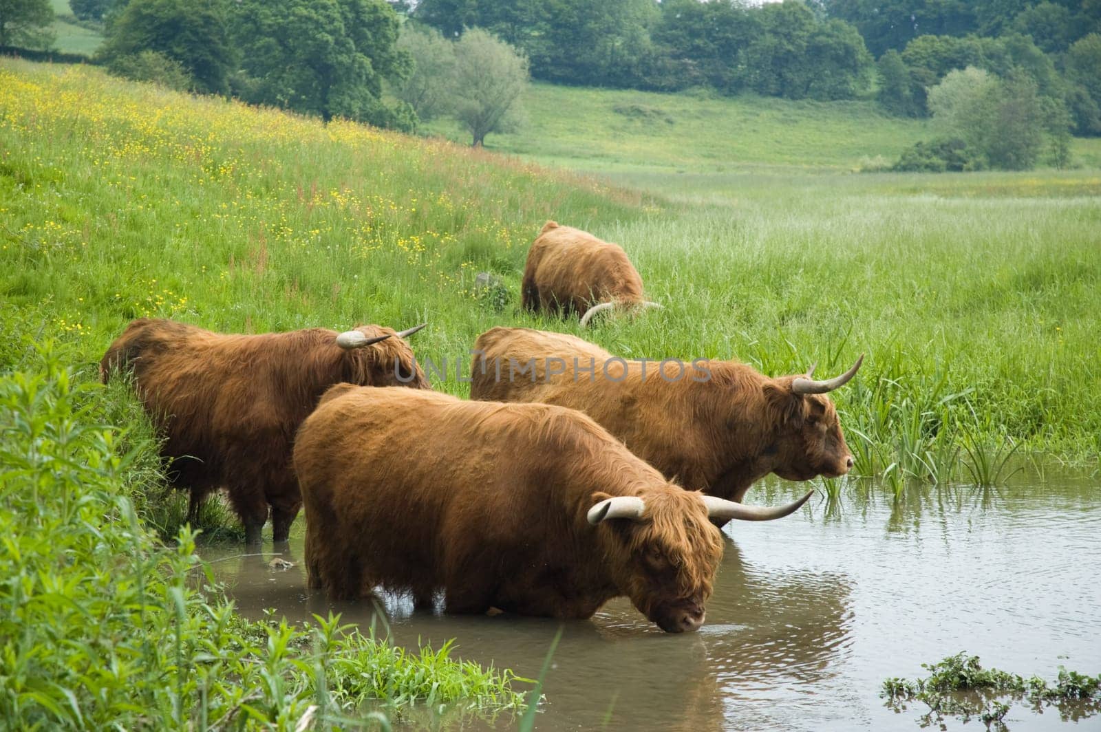 Couple of Scottisch highland steers drinking water in Holland