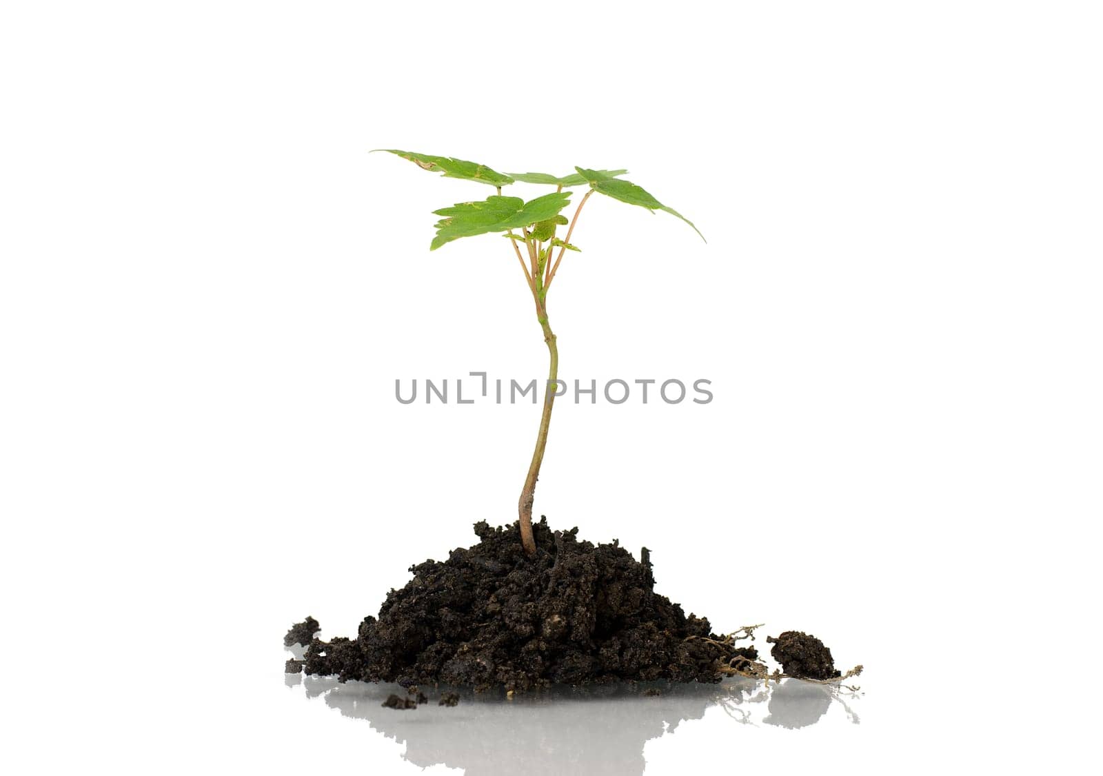 Little plant in dirt.