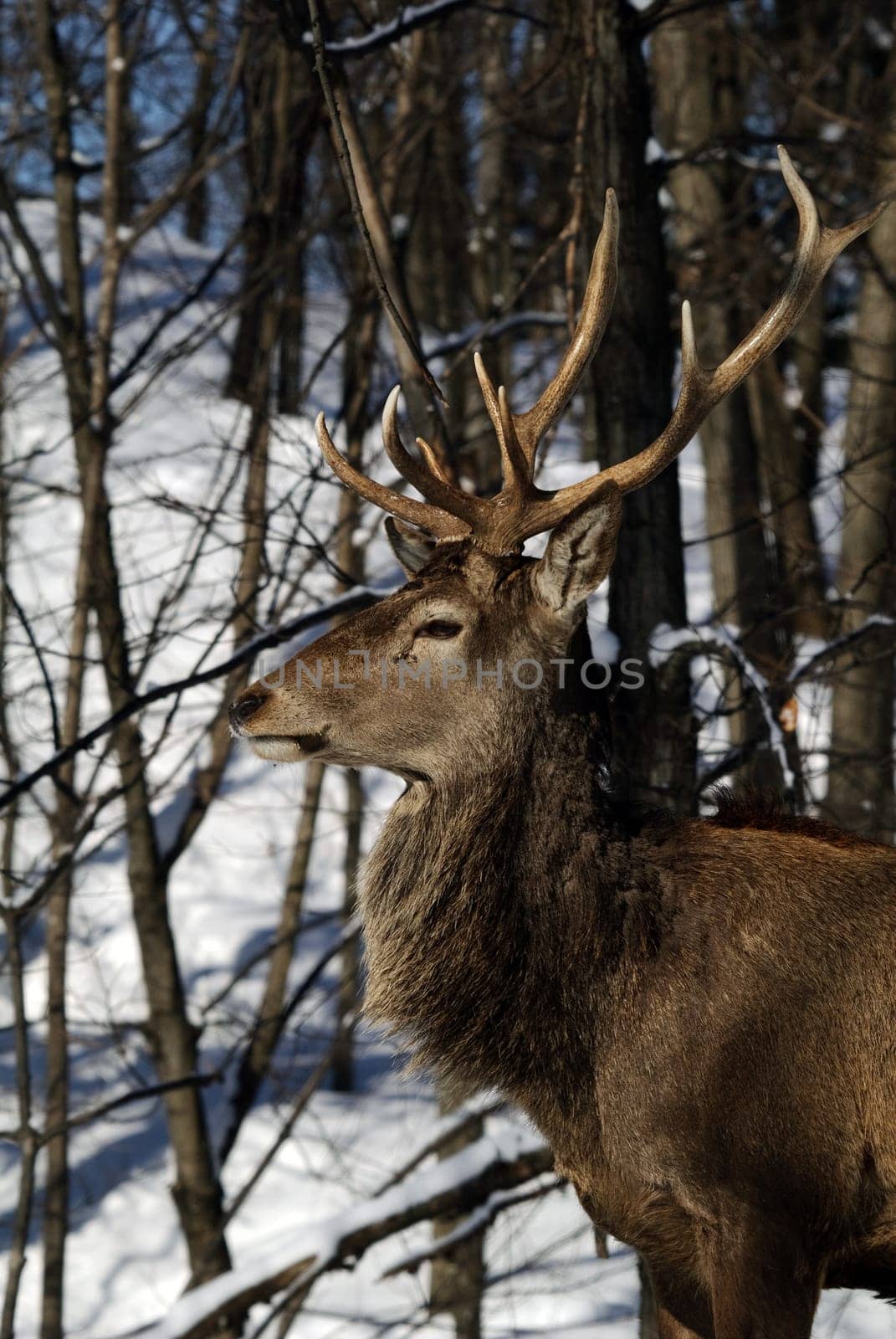 Wild elks in winter