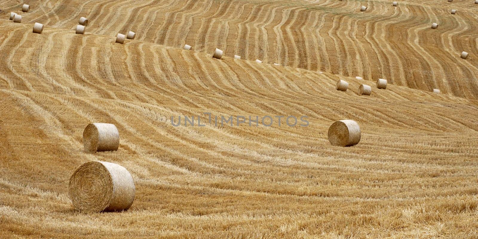 straw bales in a field after harvest