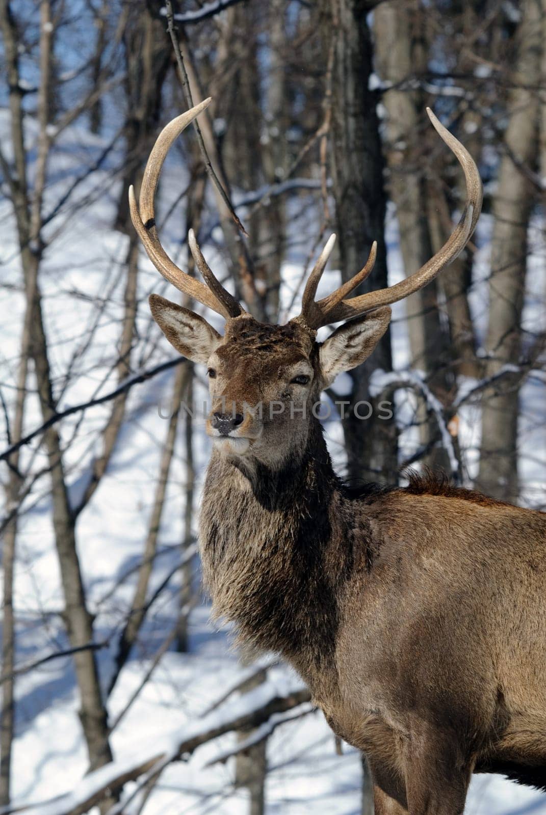 Wild elks in winter