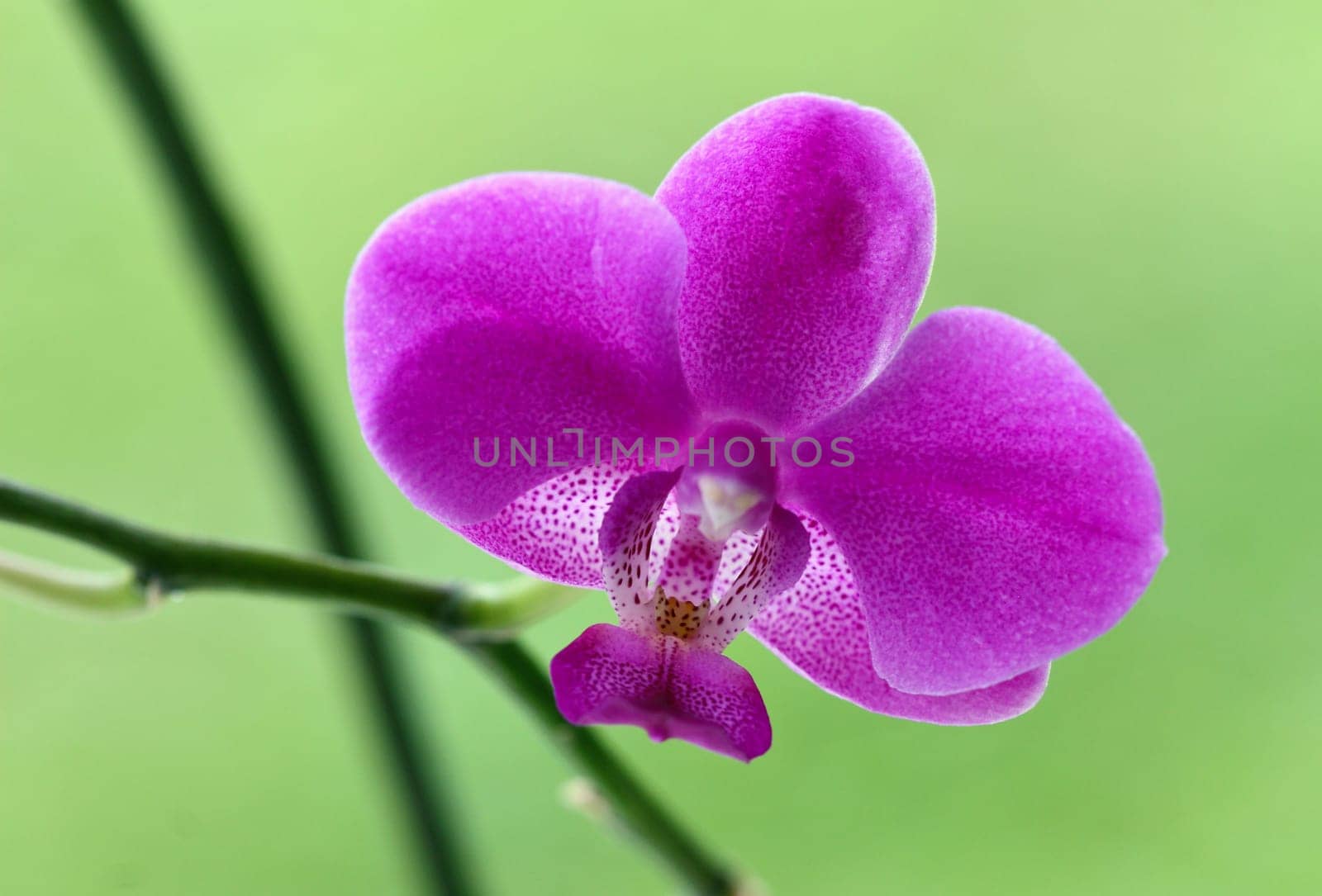 close up image of classic orchid flower