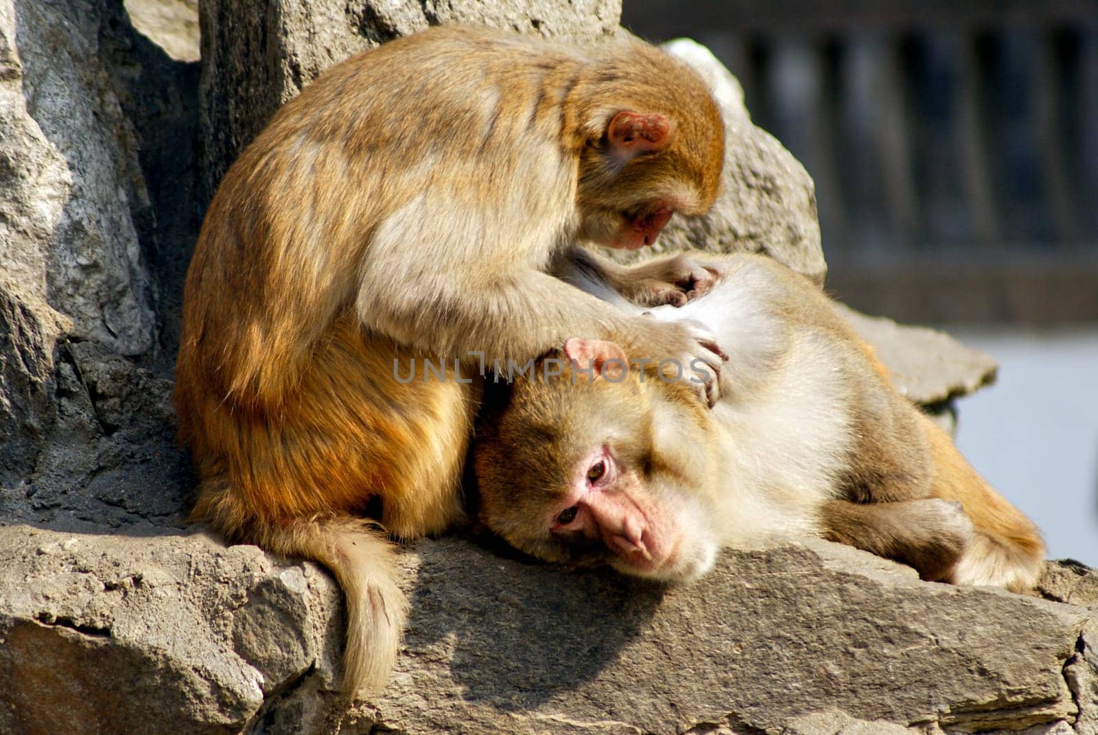 A monkey  catch lice to eat