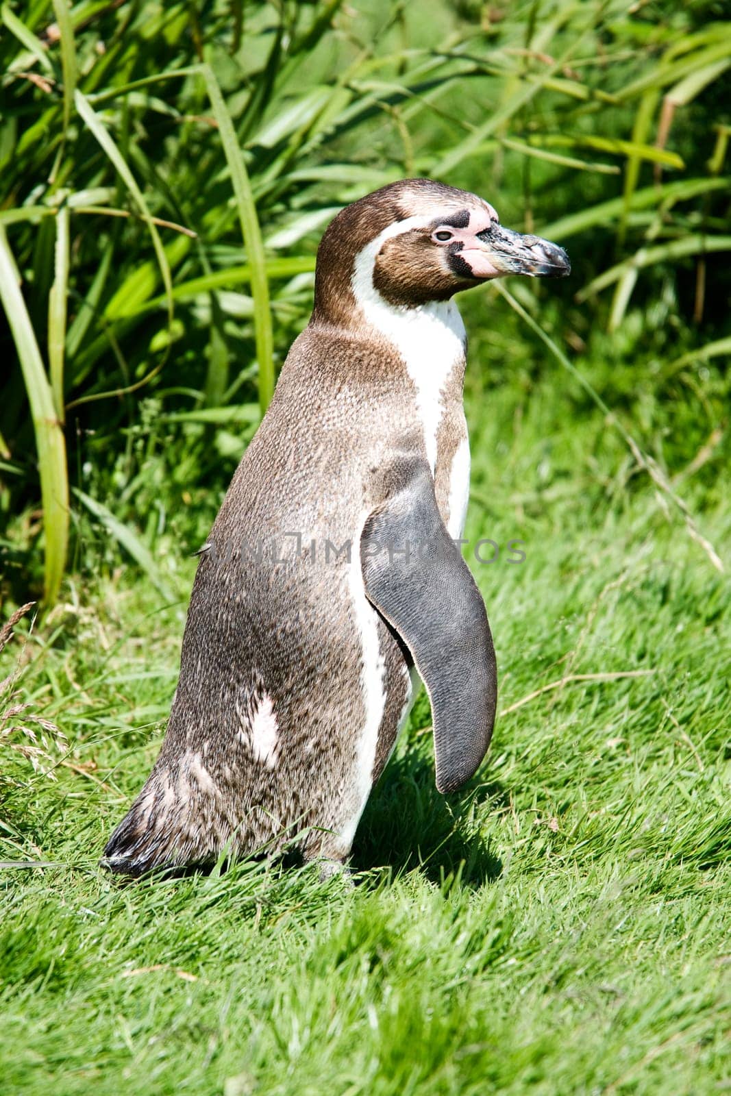 Penguin standing on grass bank