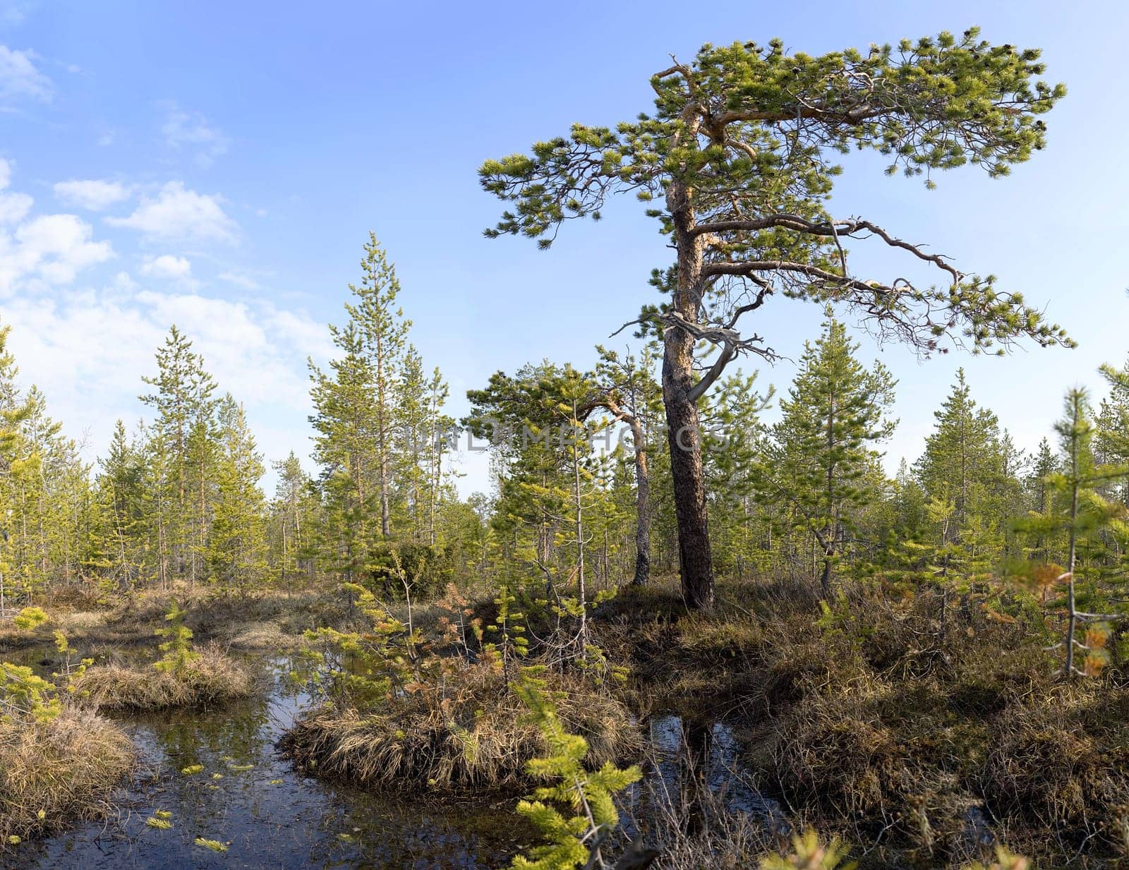 Pine growing among bog northern country)