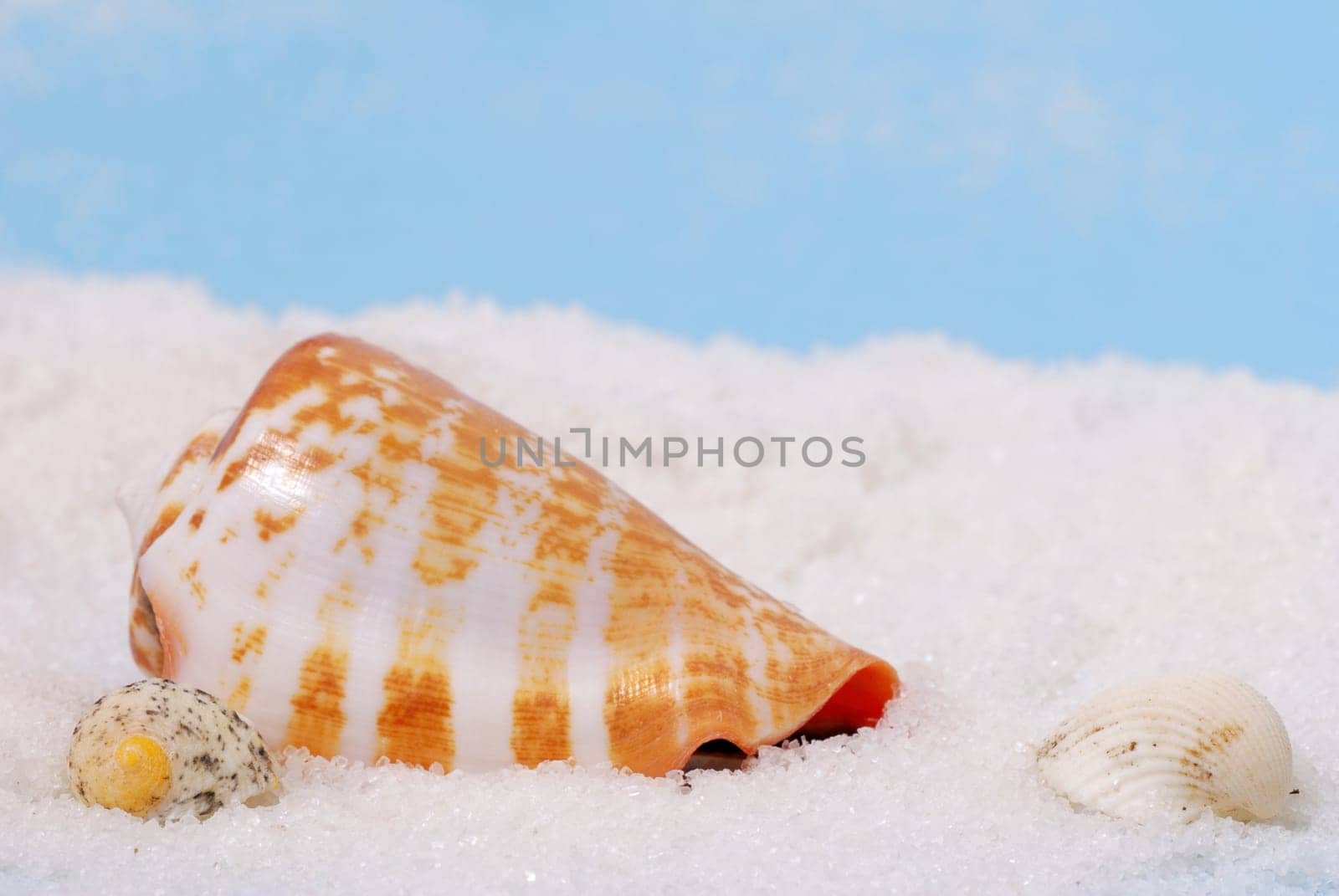 Sea shells on white beach with blue background