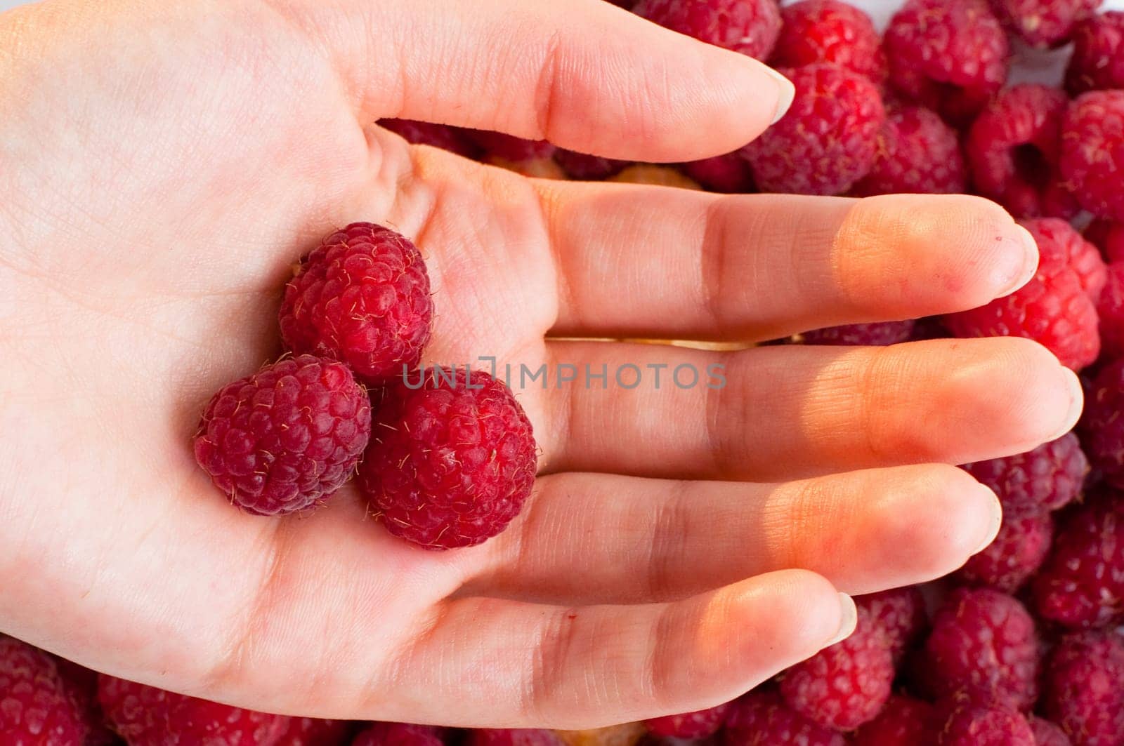 hand with raspberry on raspberry background