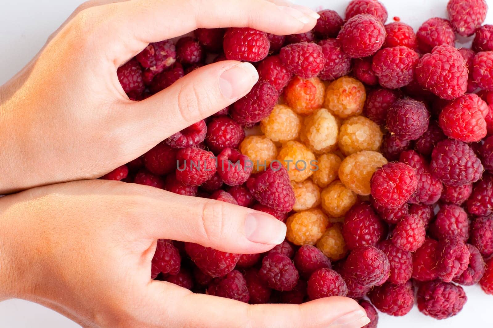 hand holding berries on white background