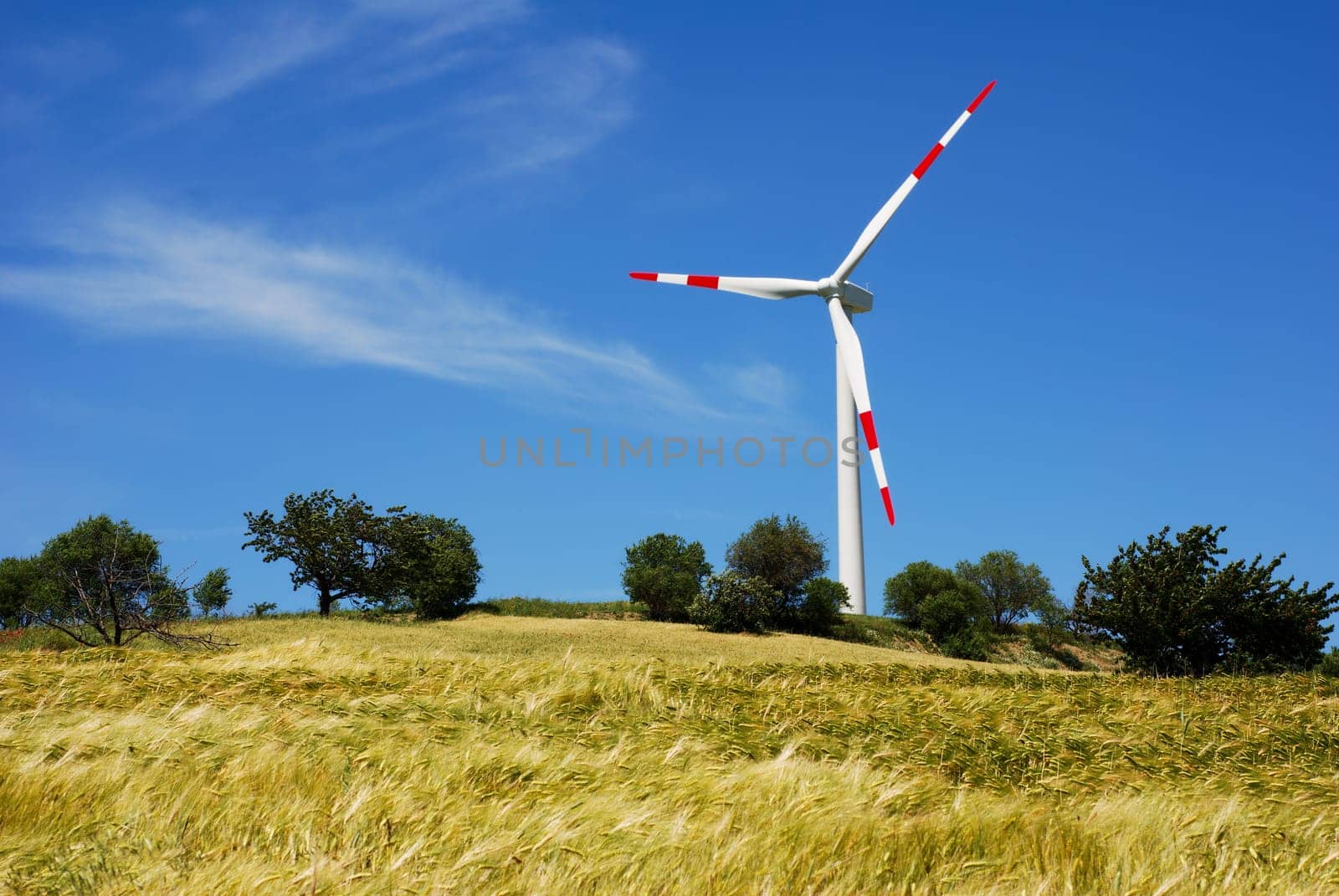 wWind turbine among golden wheat field in summer