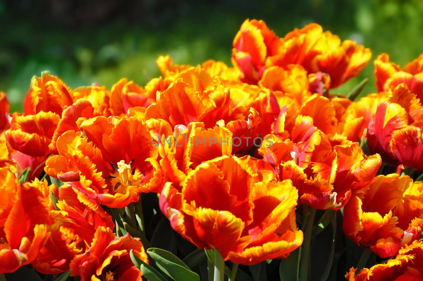 multicolored blooming tulips