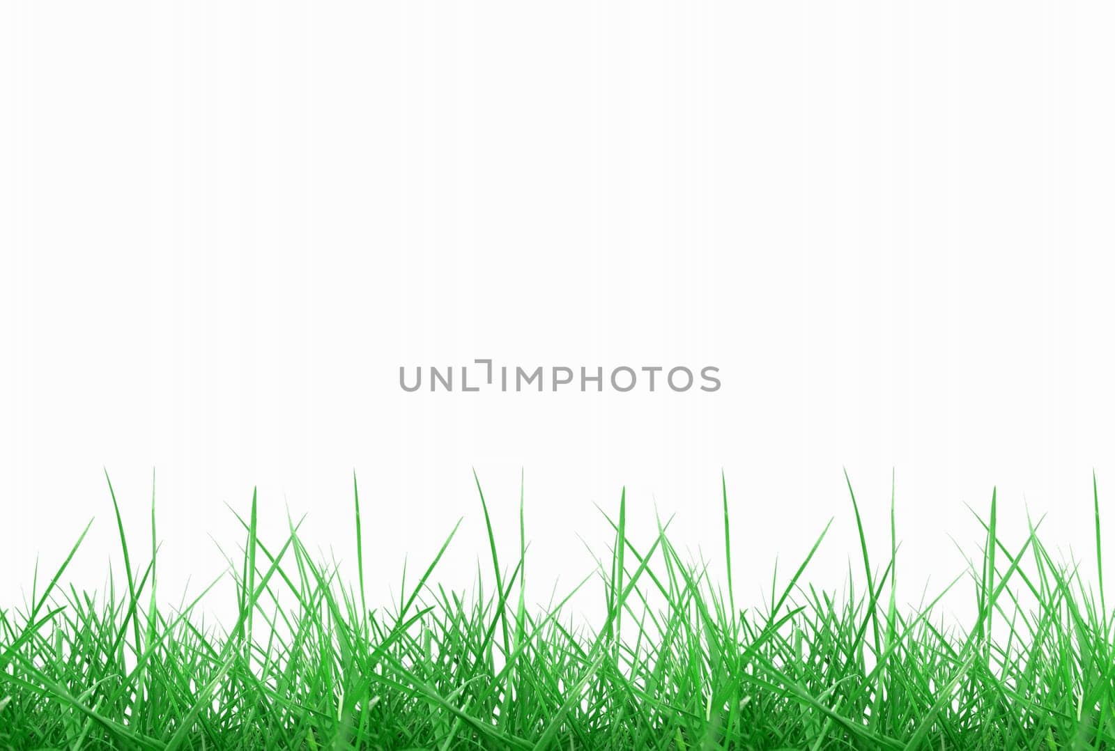 Green meadow grass over white background with copy space