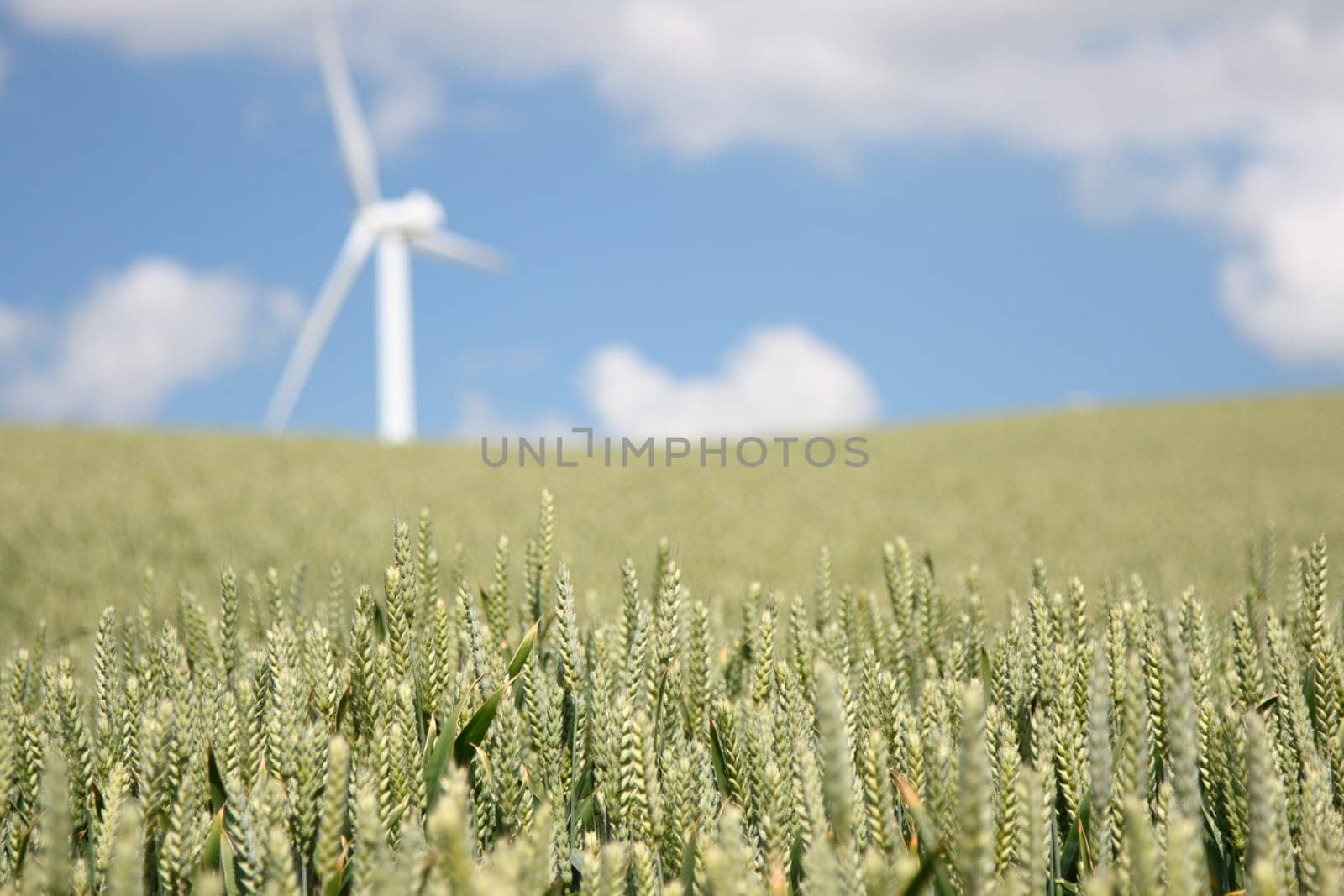 The Concept is sustainable future: Green energy and organic food. Closeup of wheat field in Denmark. Windturbine in the background. Shallow depth of field with focus on the wheat in the foreground.