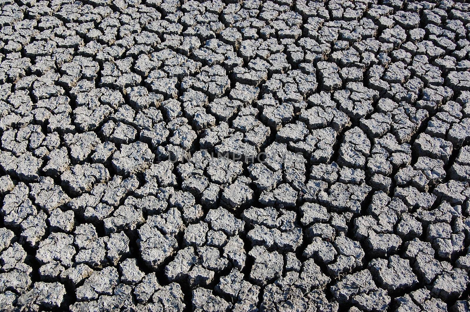 crannied dry soil