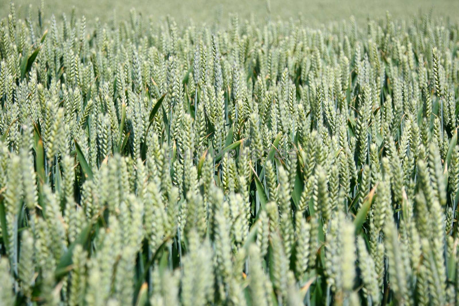 Closeup of wheat field in Denmark. Shallow depth of field. Focus in the middle of the frame.