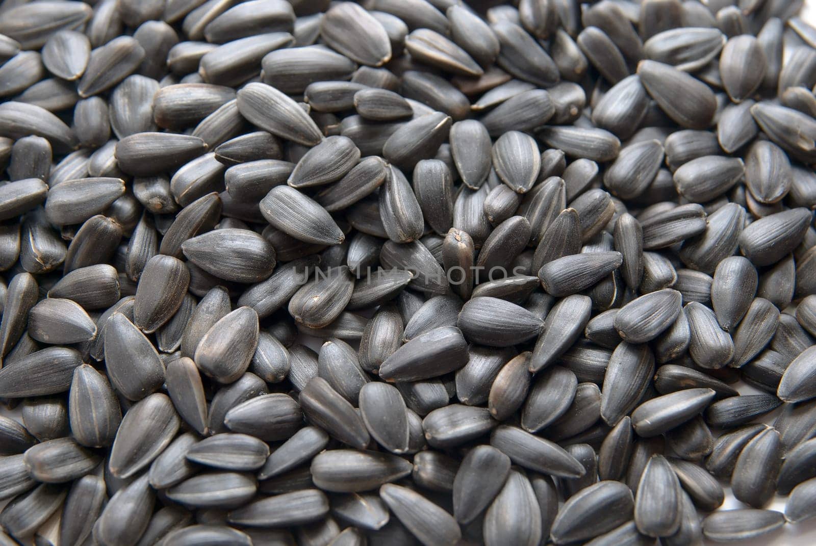 Close-up of Sunflower seed. texture background