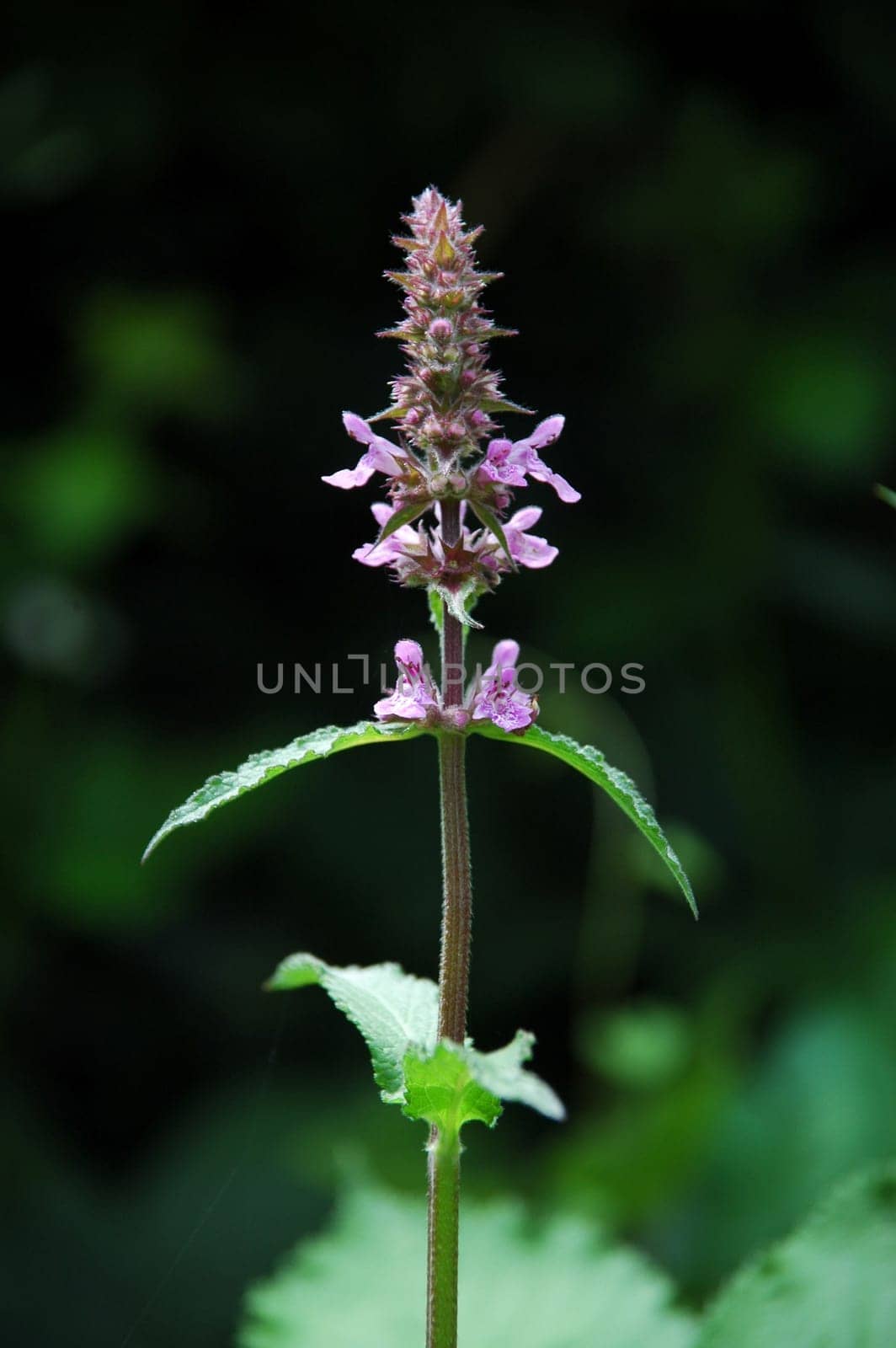 flower and leaves of Stachys palustris (marsh woundwort)